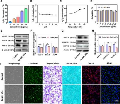 Sustained intra-articular reactive oxygen species scavenging and alleviation of osteoarthritis by biocompatible amino-modified tantalum nanoparticles